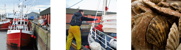 Scallop fishing